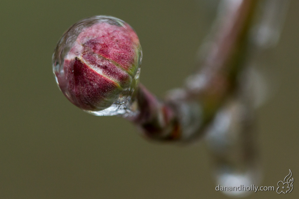 Frozen Dogwood Bud